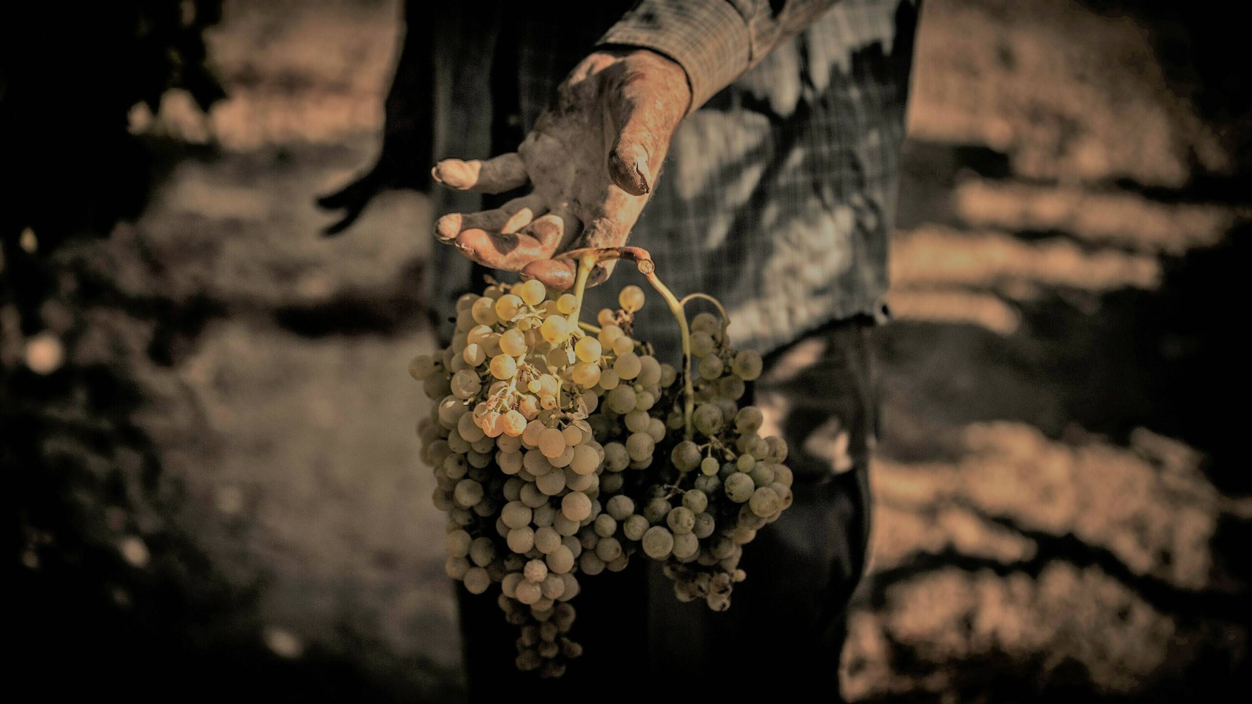 LO INEVITABLE|gtWP_npY_400x400